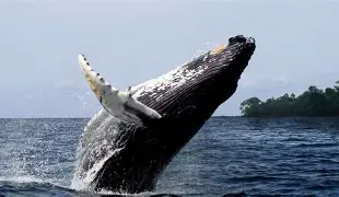 九游网页版-洛杉矶快船2024年赛程表